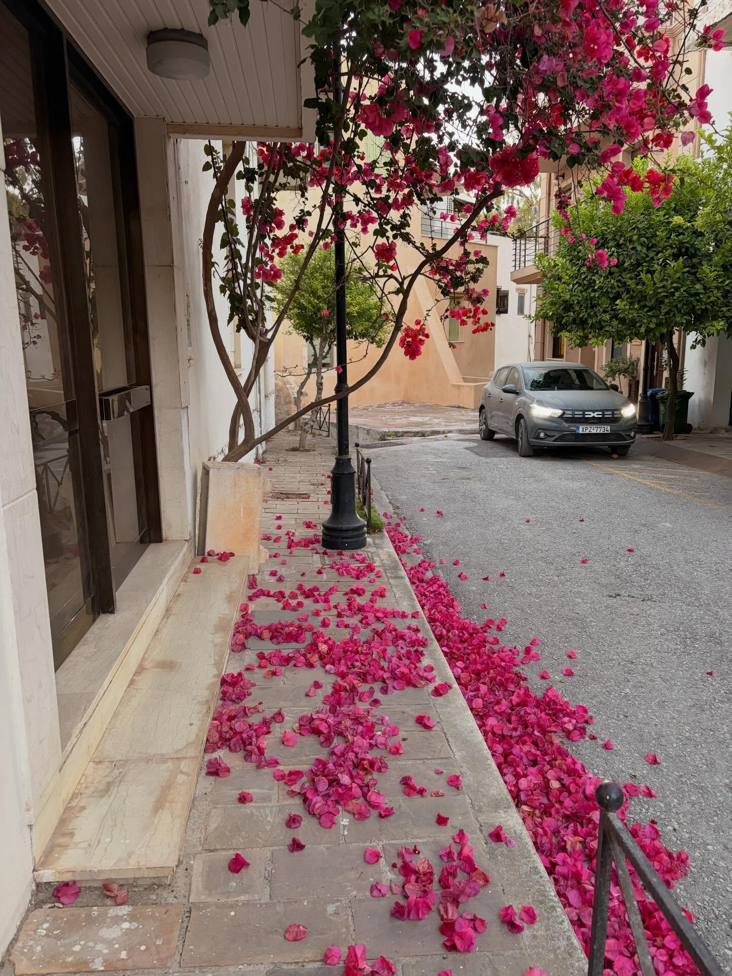 Crete 🩵🇬🇷🐚 Turquoise coves, cypress covered mountains, pink oleander and of course more cats 🐈 🥰