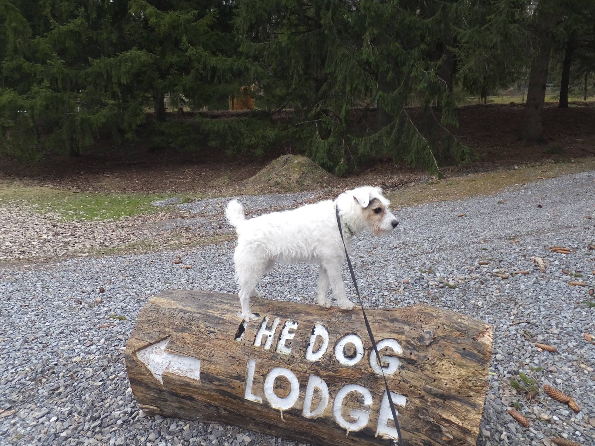 The Dog Lodge Daycare Facility Camillus
