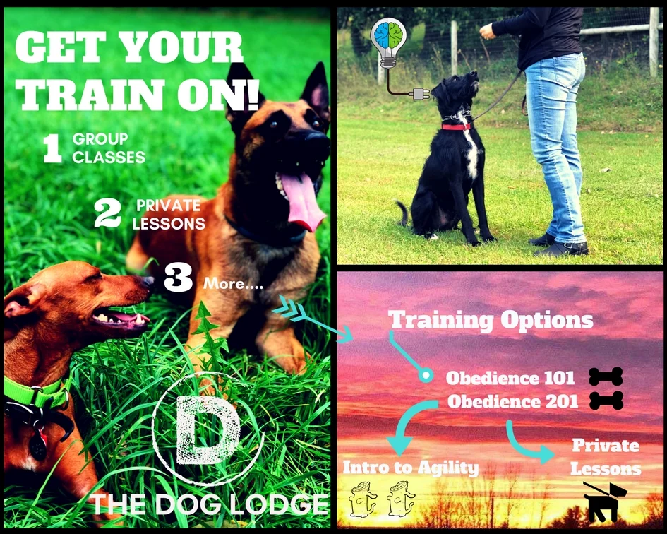 dog-lodge-lessons-syracuse-training-group-class.jpg
