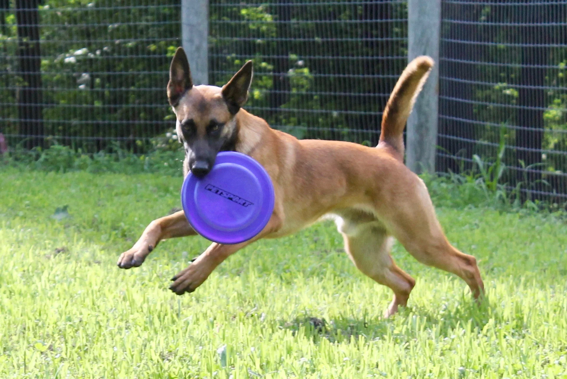 Off-Leash-training.jpg