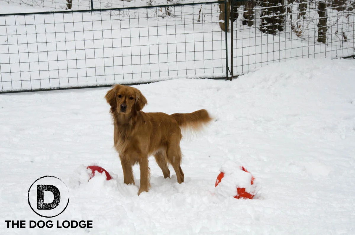Dino loving some Syracuse snow