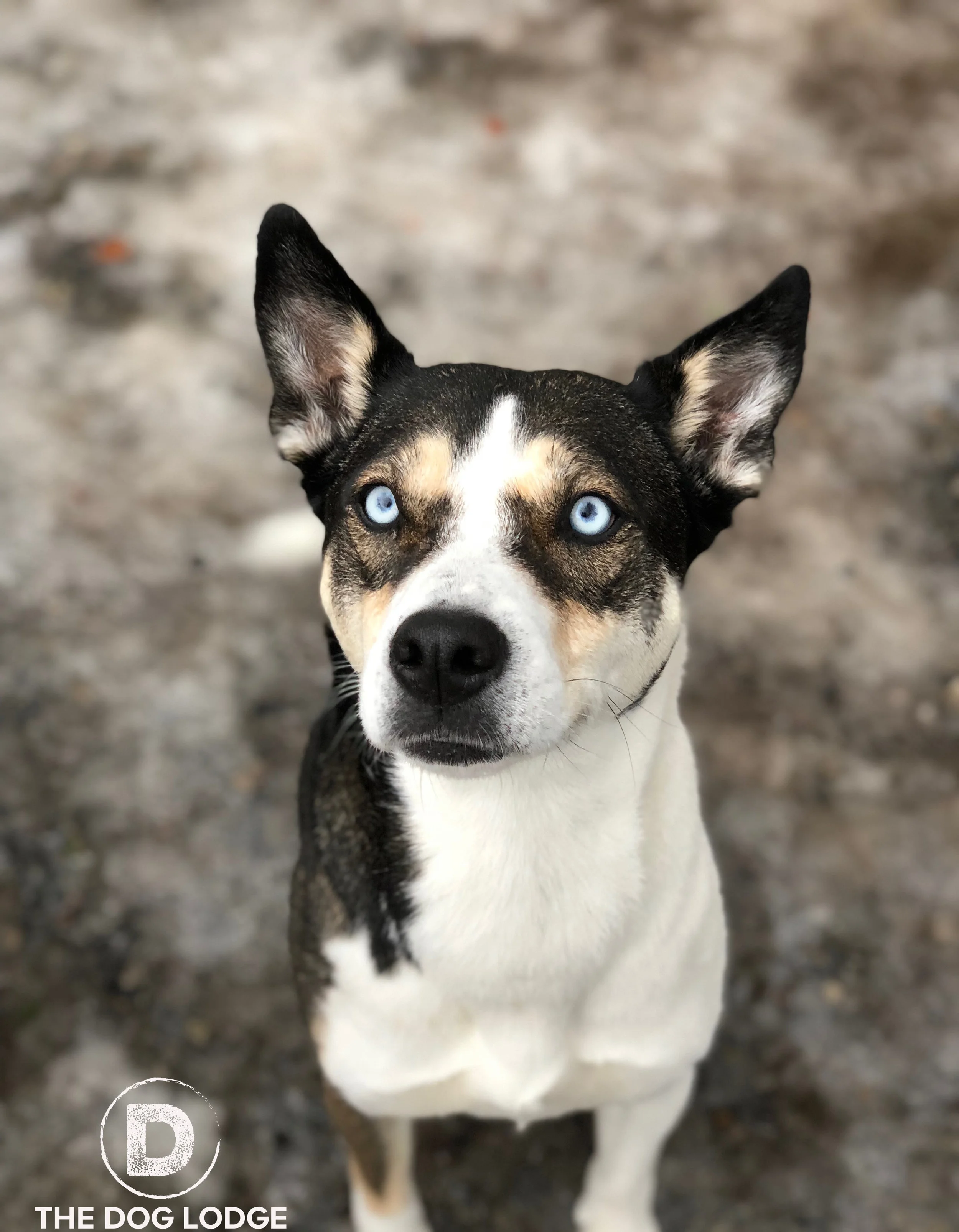 late night doggy daycare