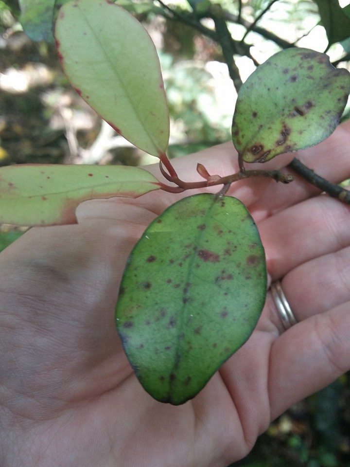 Can you guess what this is? Hint: It numbs and burns!