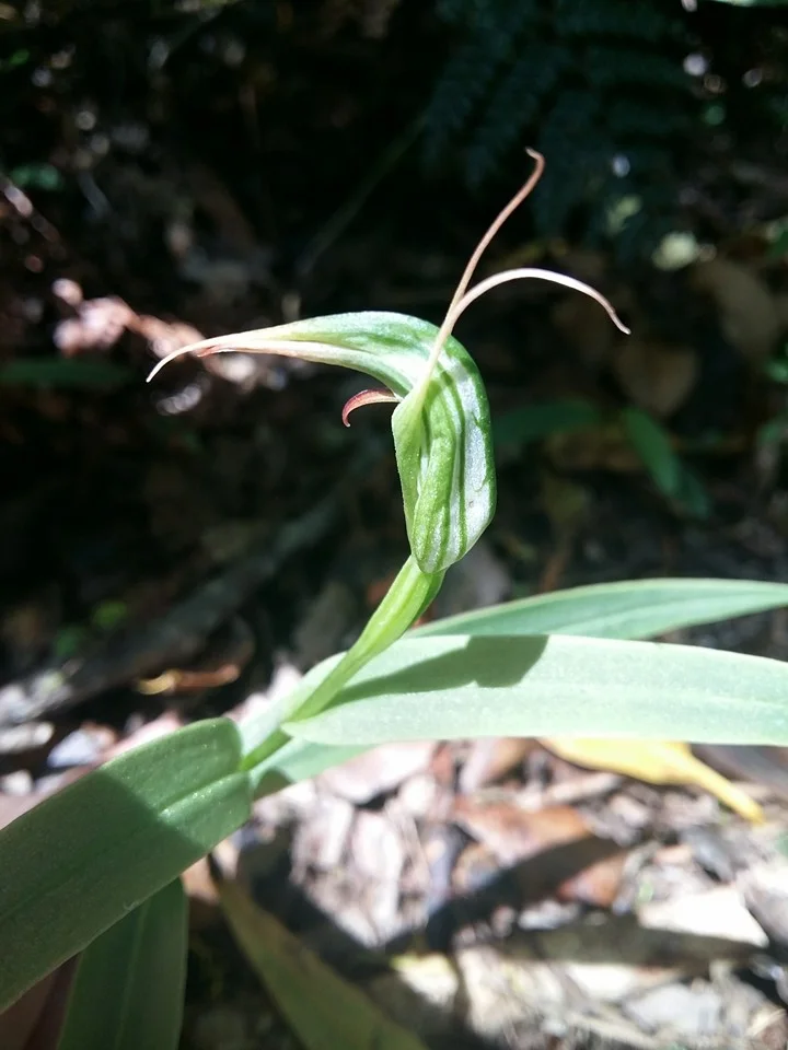 Greenhood Orchid
