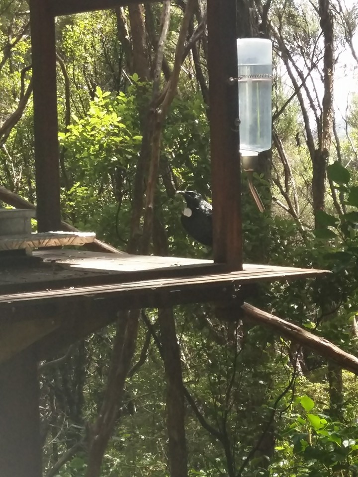 Spot the Tui?
