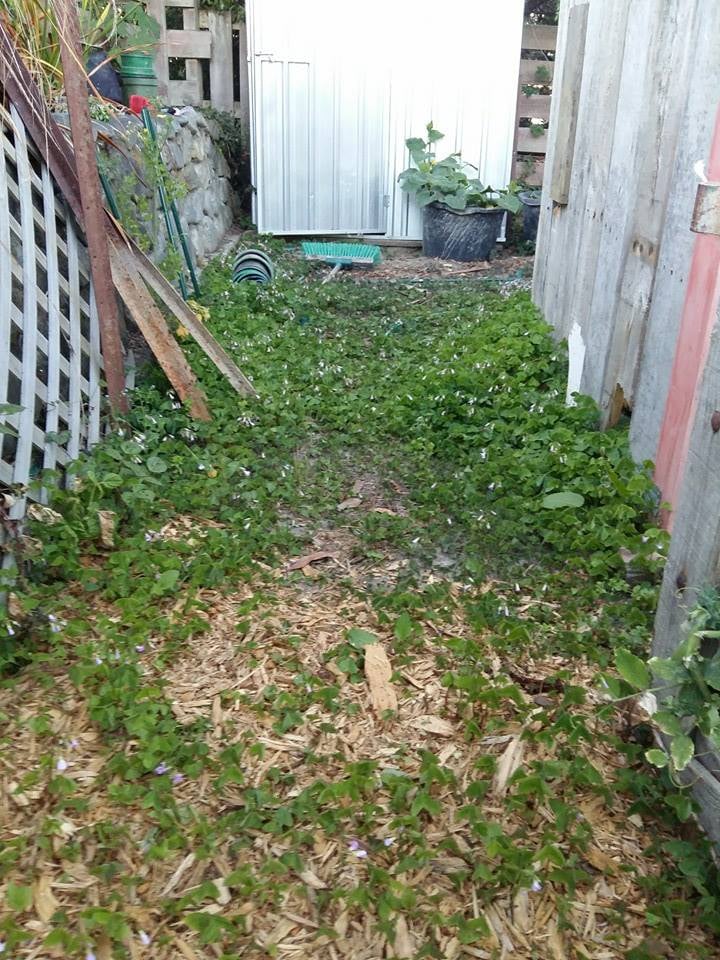 My carpet of oxalis at the back of the garden.