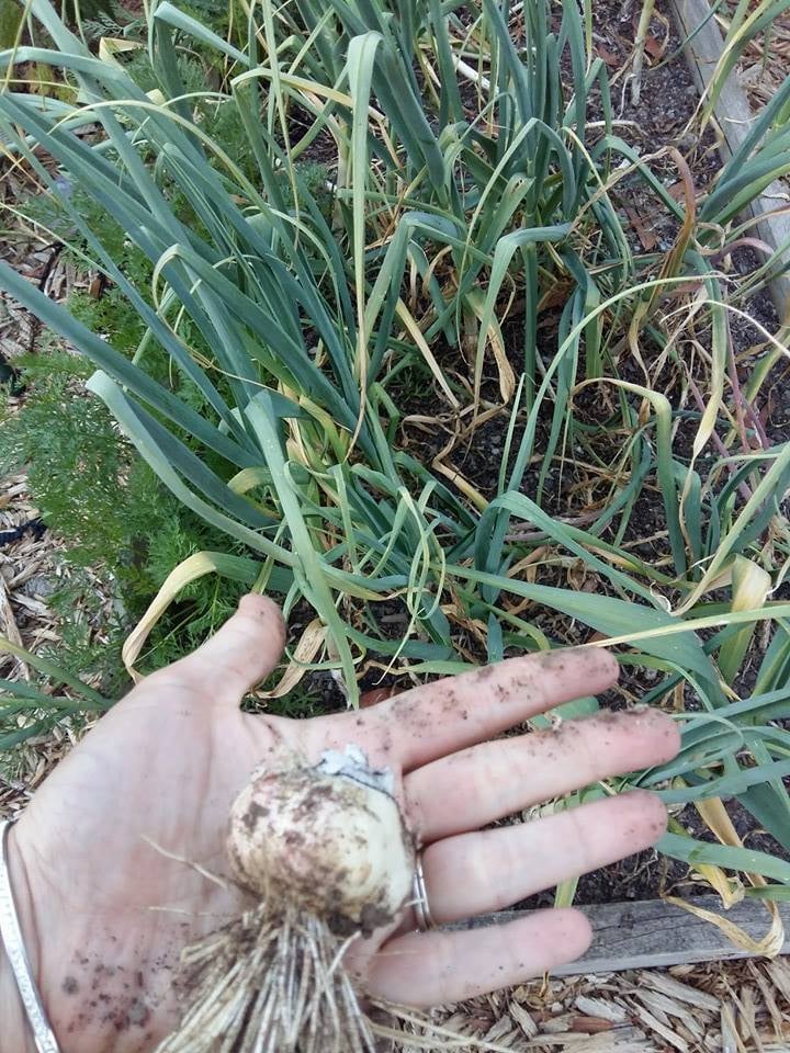 Oops, the leaves broke off as I was pulling it out!