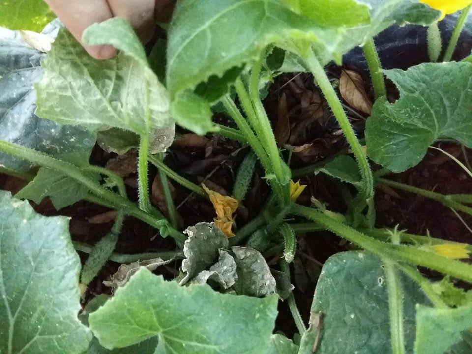 I am hoping these are the pickle cucumbers rather than the apple ones!