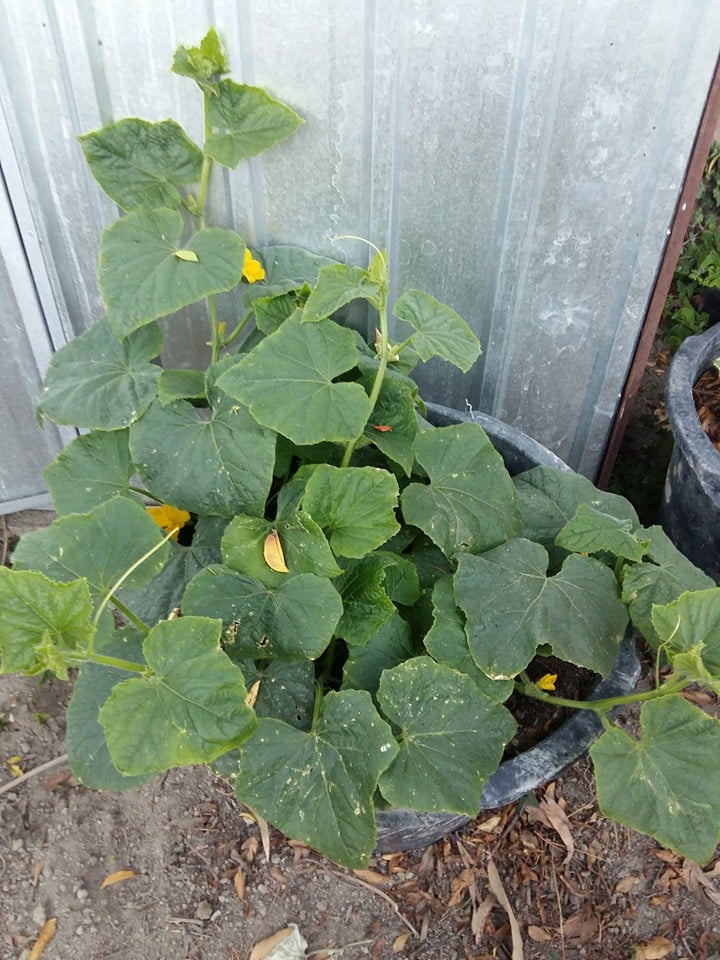 My first ever successful cucumbers