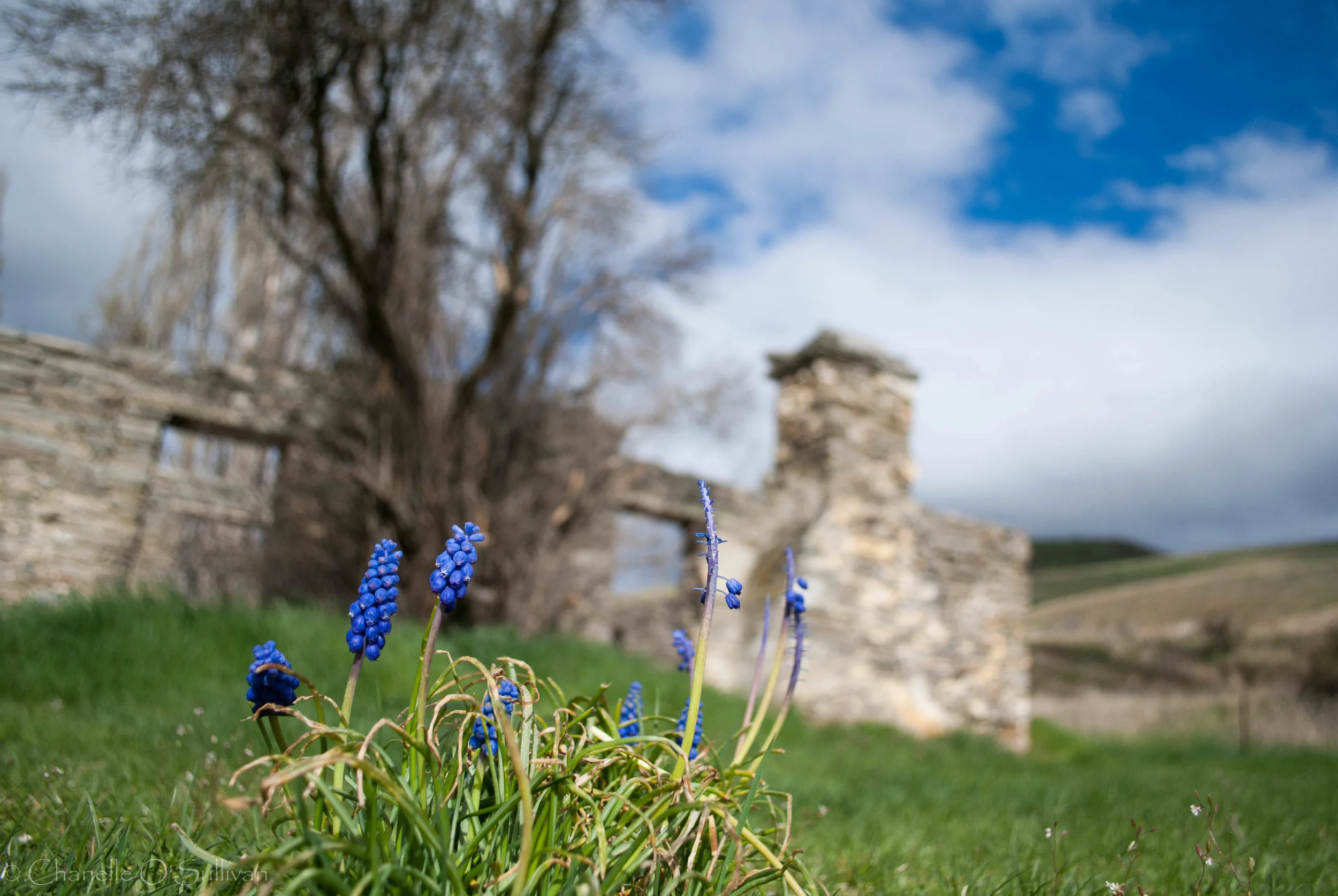 hyacinth ruins-1.jpg