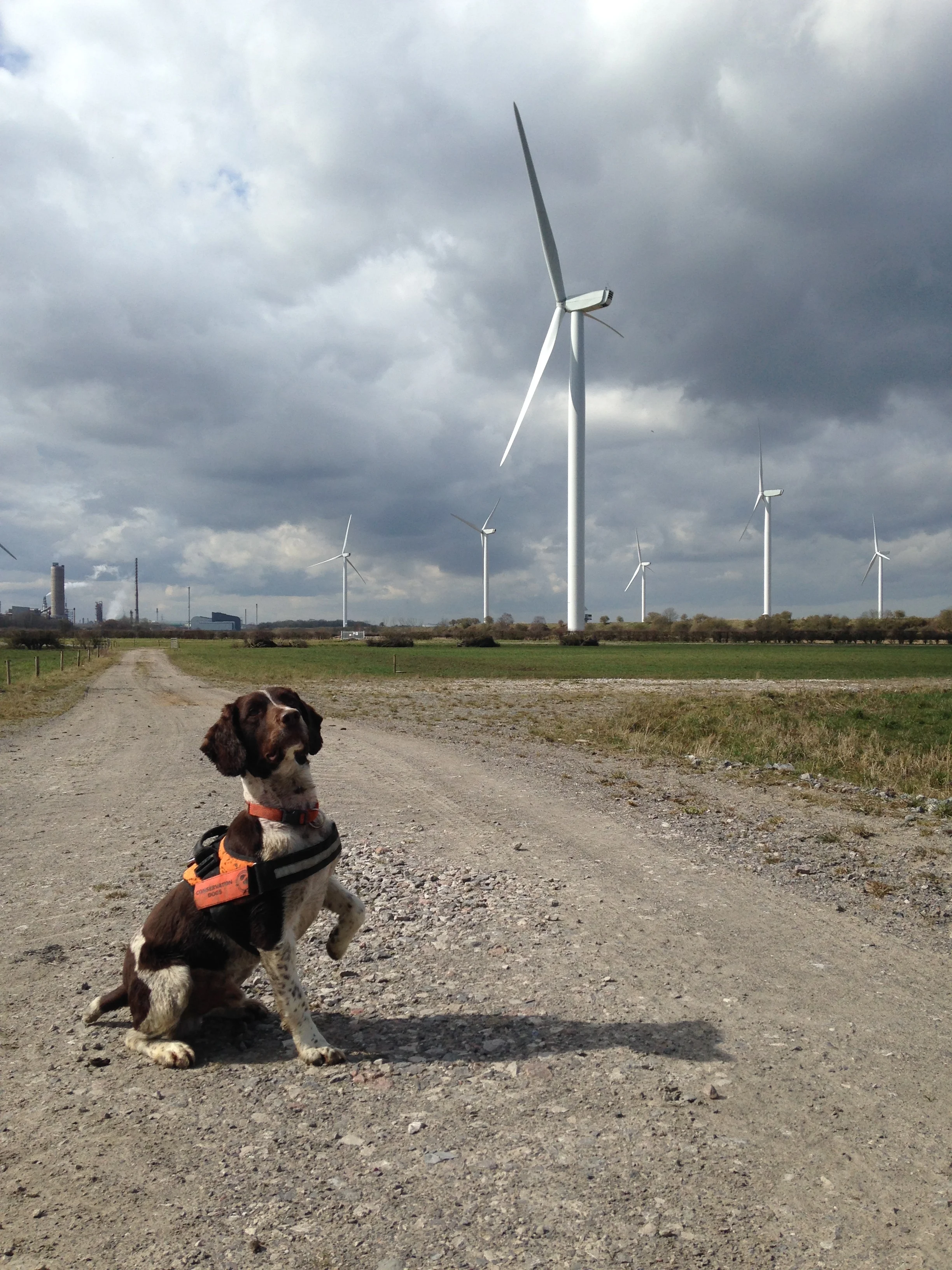 As part of our compliance with planning conditions we have to carry out a lot of surveys- some of them quite specialized. The newest member of our environmental team is Arnold who will be on site from April until September helping us learn more about our wildlife. Thanks to Wagtail for introducing us to Arnold, we can't wait to see him in action!