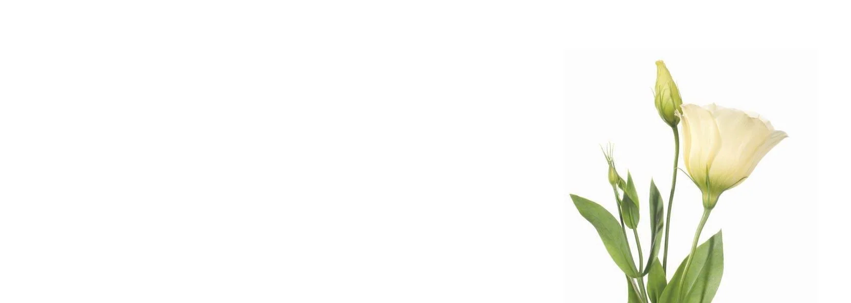 banner_tulppaanit.jpg