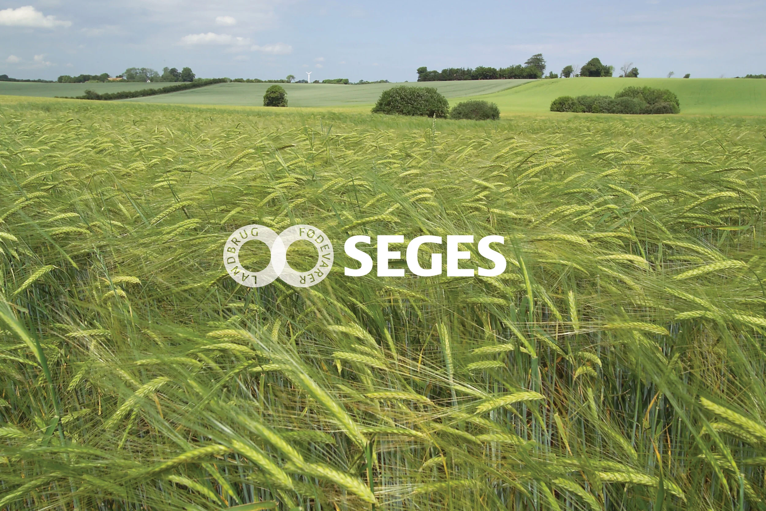 Seges7.jpg