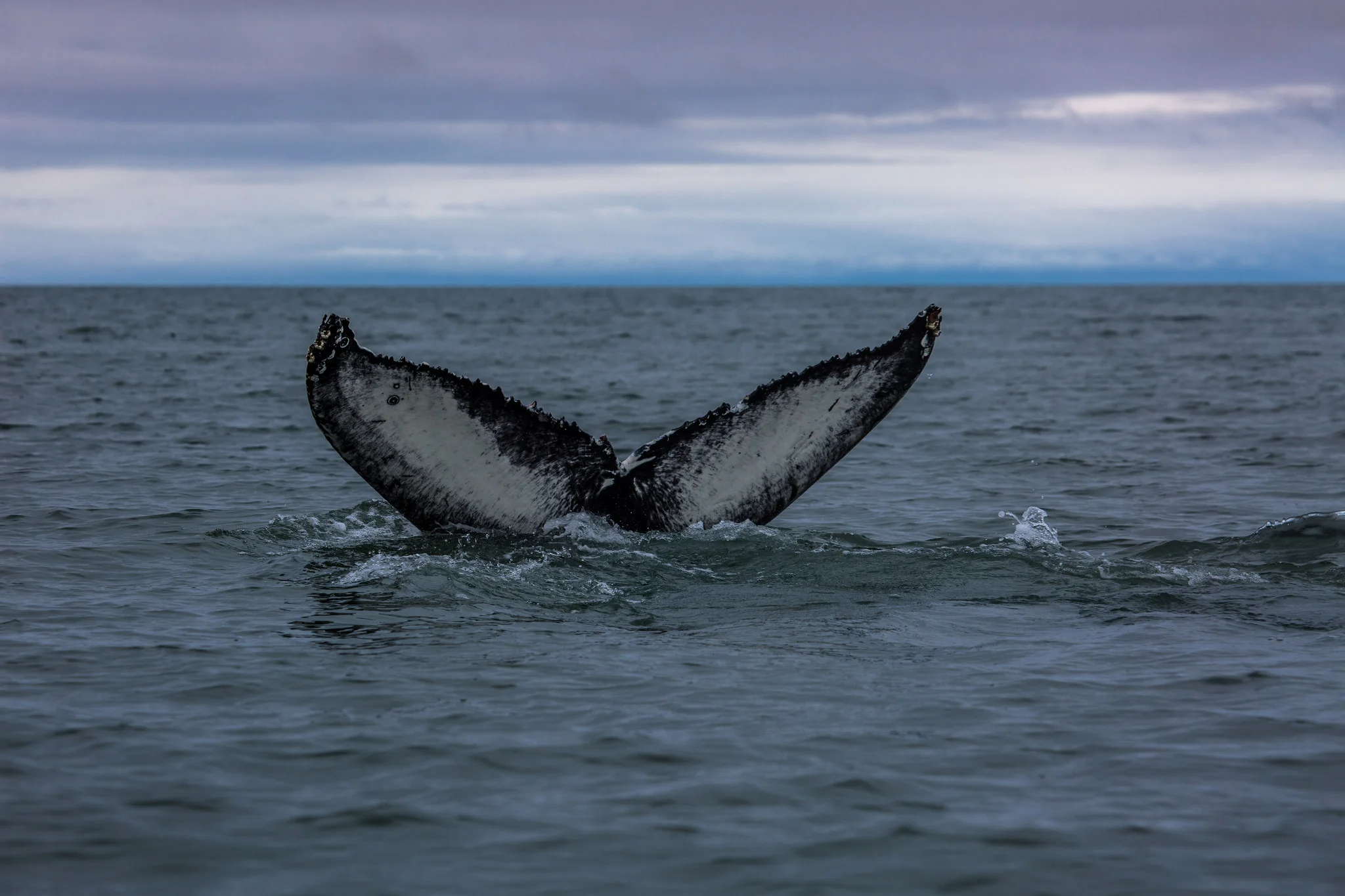 Whale Watching