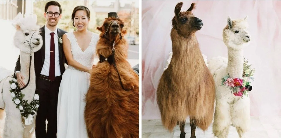 Llama Rental.jpg