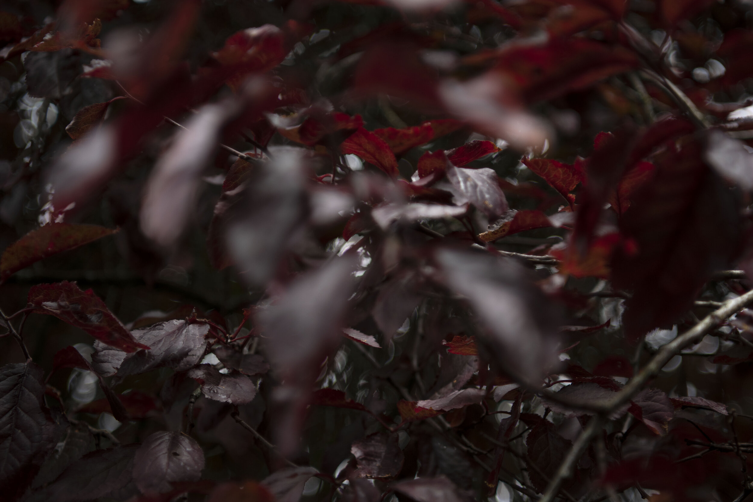 bristol_dark_leaves_2.jpg