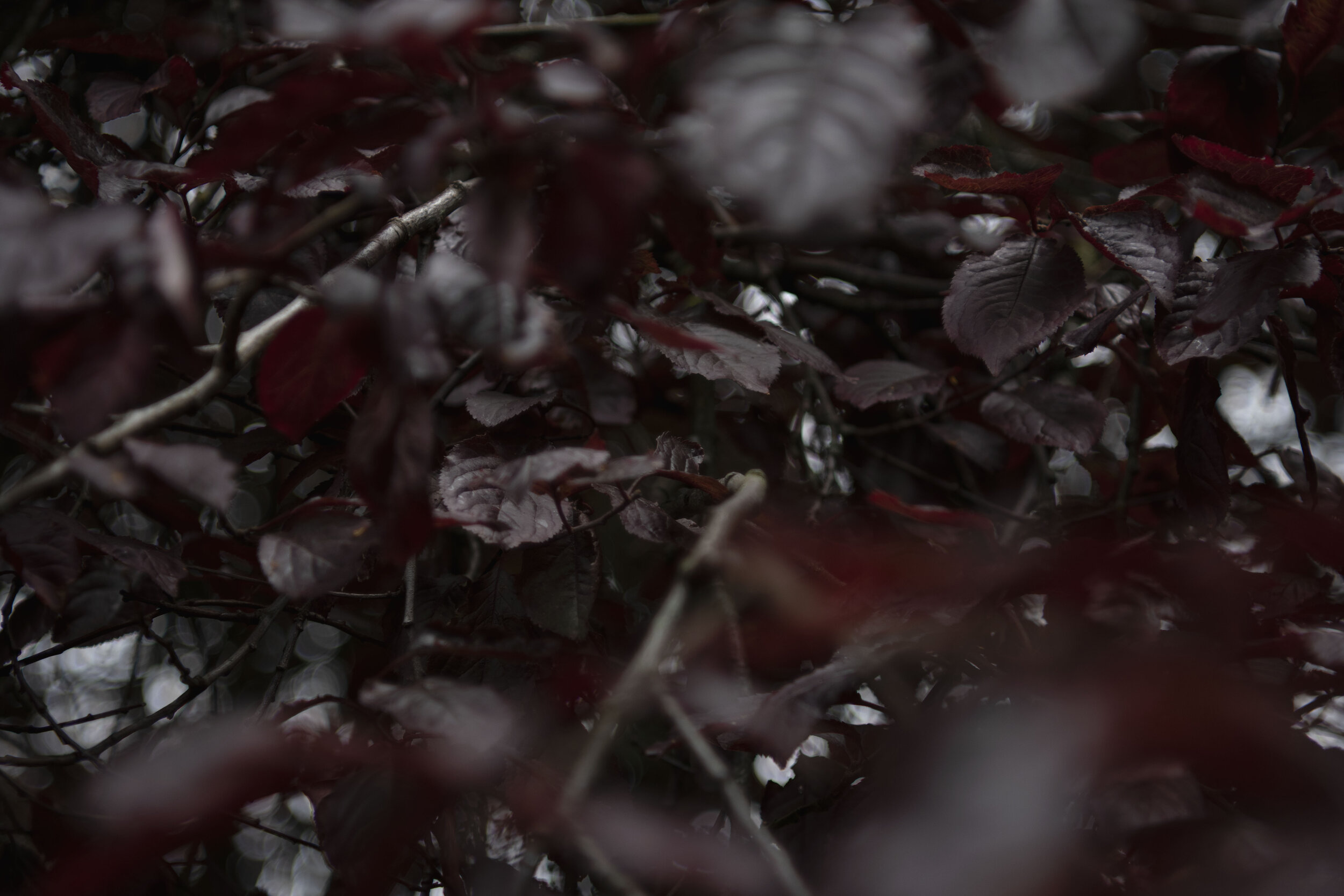 bristol_dark_leaves_3.jpg