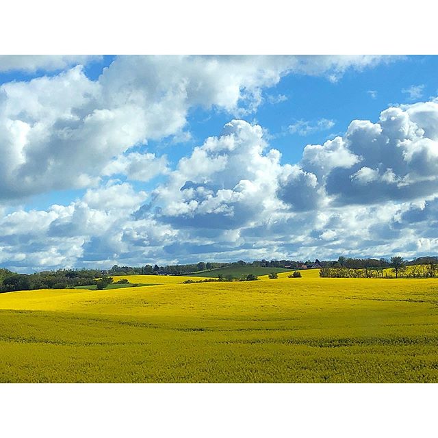 Passing by Vig last weekend a beautiful view with yellow, blue green and white. -
-
-
#yellow #blue #white #green #higway #vig #sky #flowers #clouds #trees #passingby #driving #nature #denmark #yellowmellow #naturephoto #colors #colorfullnature
