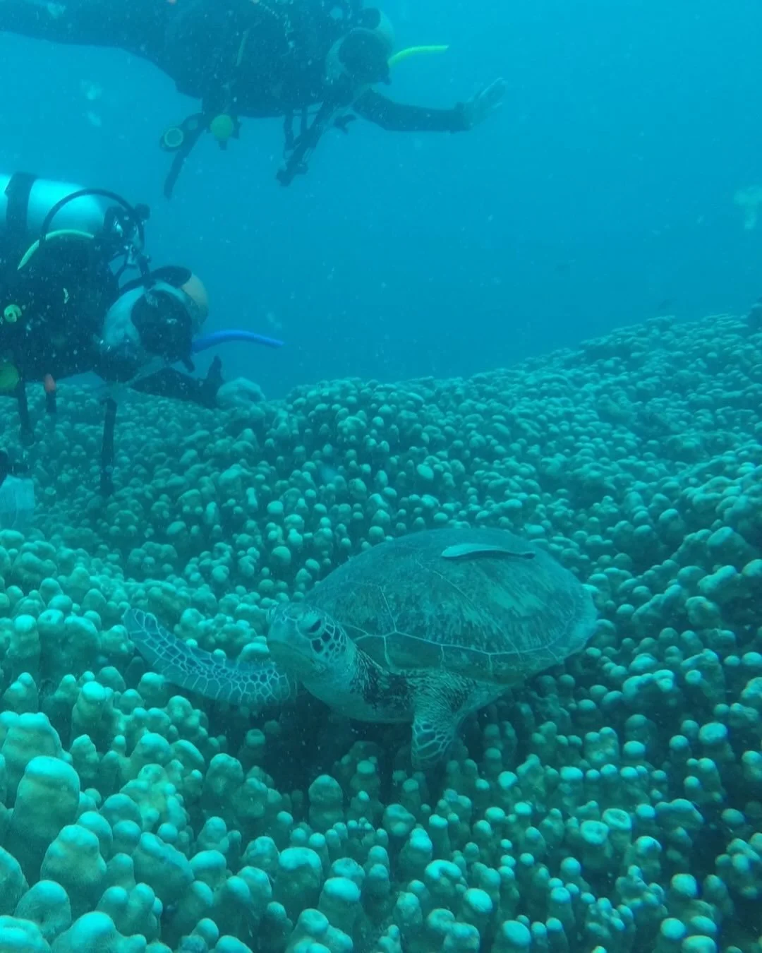 we are Down Under trying to figure what is UP these days&hellip;

no grand revelations just yet but did get a wave back from our turtle friend today so that felt positive&mdash;

actually, now that I&rsquo;m processing here, last time I got to be nea