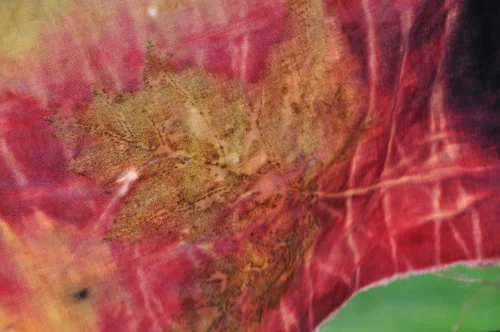 Sugar Maple leaf from the back yard.