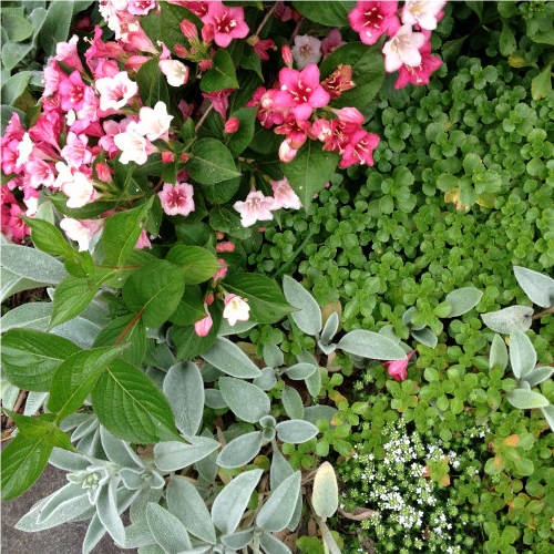 Just a small snapshot of my garden in June, my favorite time of year. 