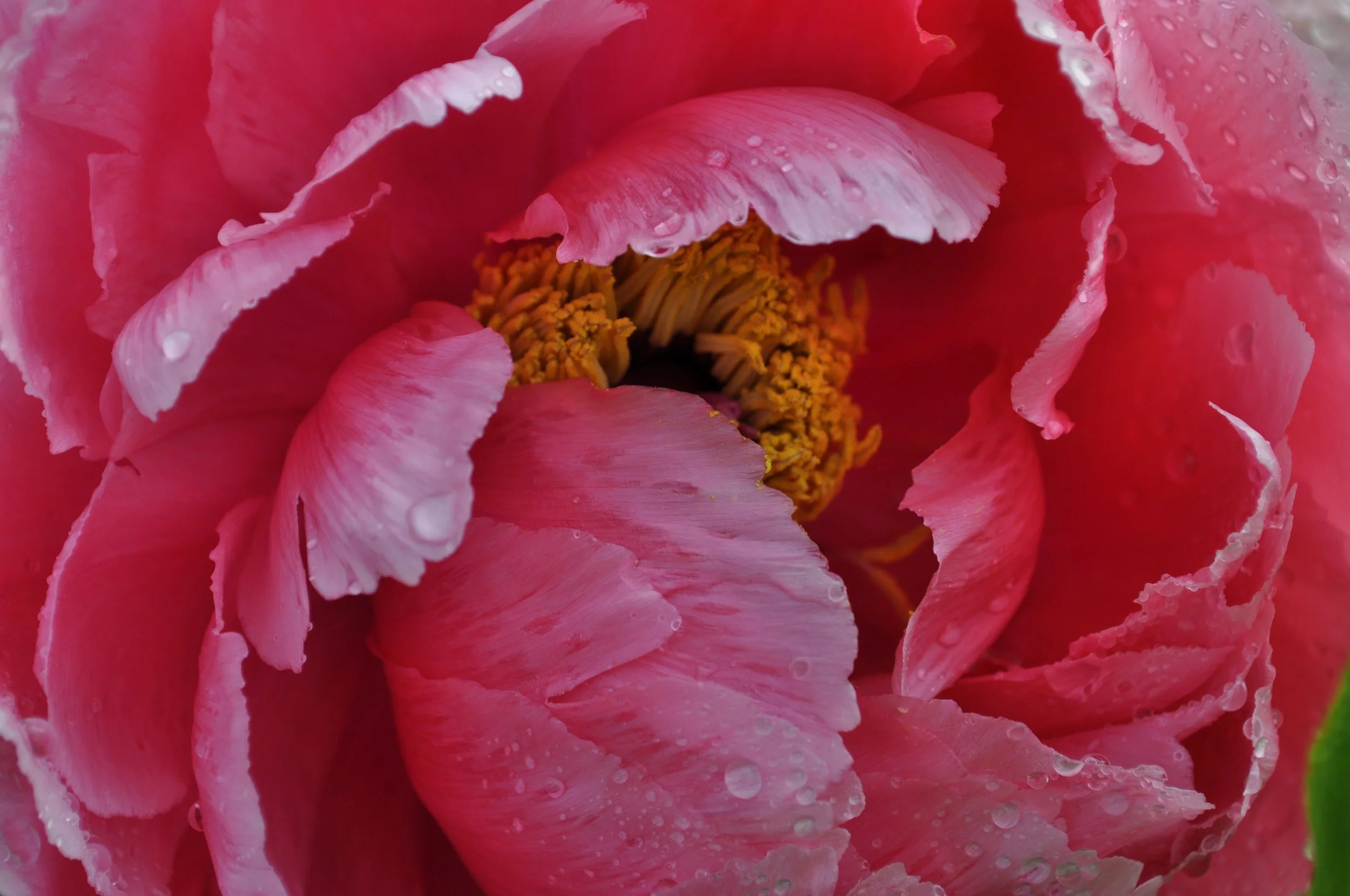 DSC_1725.jpg