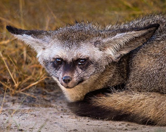 Listen to this! This bat-eared Yoda-like creature is a small, African fox known for its enormous ears, which are over 13 centimeters (5 inches) long. The ears of the bat-eared fox are full of blood vessels that shed heat and help keep the fox cool; they also give the animal a very good sense of hearing. The bat-eared fox is first and foremost an insect specialist that uses its large ears to locate its prey. 80–90% of their diet is harvester termites. When this particular species of termite is not available, bat-eared foxes feed on other species of termites and have also been observed consuming other arthropods such as crickets, moths, ants, beetles, grasshoppers, millipedes, scorpions, spiders, and quite rarely birds, reptiles, small mammals and truffles! Fossil records show this cool looking canid to first appear during the middle Pleistocene, about 800,000 years ago. Took this photo in incredible Botswana! #batearedfox #bat ##big #ears #fox #africa #iucn #conservation #science @thephotosociety @bigworldsmallplanet @natgeocreative @mattiasklumcollection @natgeo