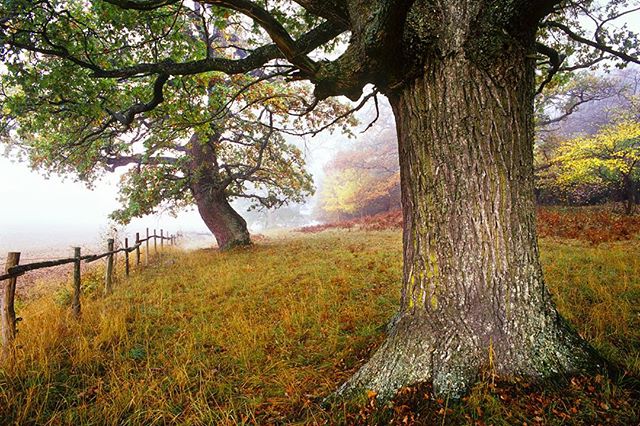 Some of my favorite oaks just a stones throw from our house, Uppsala, Sweden. The oak is held in high regard across most cultures in Europe. The oak was sacred to gods like Zeus, Jupiter, Dagda and of course Thor. Druids frequently practised their rituals in oak groves. Royalty has always had an association with oak trees too; ancient kings adorned themselves with crowns of oak leaves! Photographed with @monikaklum #instagood #pictureoftheday #mythology #mälaren #king #druids #uppsala #sweden #ekoln #nature #swedish #biodiversity #science @natgeo @thephotosociety @bigworldsmallplanet @nikonprofessional @mattiasklumcollection