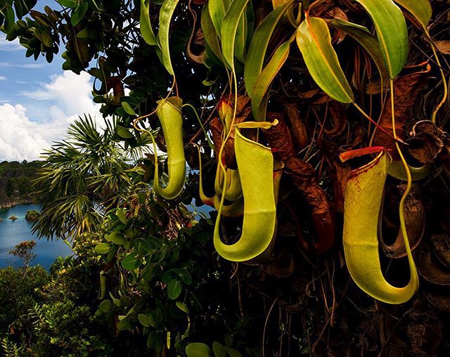 This tropical Nepenthes pitcher plant is one of the spectacular endemic species I just can't resist in the Raja Ampat archipelago of Western Papua, Indonesia. It's like walking into the funky world of Salvador Dali encountering this piece of art! This is a Carnivorous plant that derive some or most of nutrients from trapping and consuming animals or protozoans, typically insects and other arthropods. Nepenthes like other carnivorous plants have adapted to grow in places where the soil is thin or poor in nutrients. Shot on assignment with @monikaklum, @ansgarklumphotos & @einarklum #indonesia #marine #ecosystem #paradise #bwsp #src #endemic #divers #instagood #photooftheday #pitcherplant #mattiasklum #wwf #iucn #conservation @natgeo @natgeocreative @nikonprofessional @thephotosociety @bigworldsmallplanet
