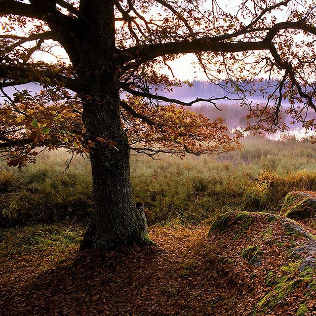Home sweet home! Just returned from an under water film assignment with my dear colleague and friend @olahogberg in Eastern Africa for @wwf . I thoroughly enjoy working in Africa but coming home to my family in gorgeous Sweden is hard to beat! Photograph shows #dalkarlskärret near Uppsala! #wwf #tierragrandefilms #mattiasklum #saveouroceans #autumn @natgeocreative @natgeo @thephotosociety @mattiasklumcollection