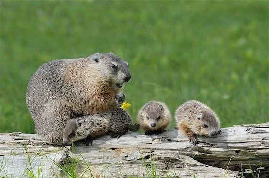 What is a Groundhog?