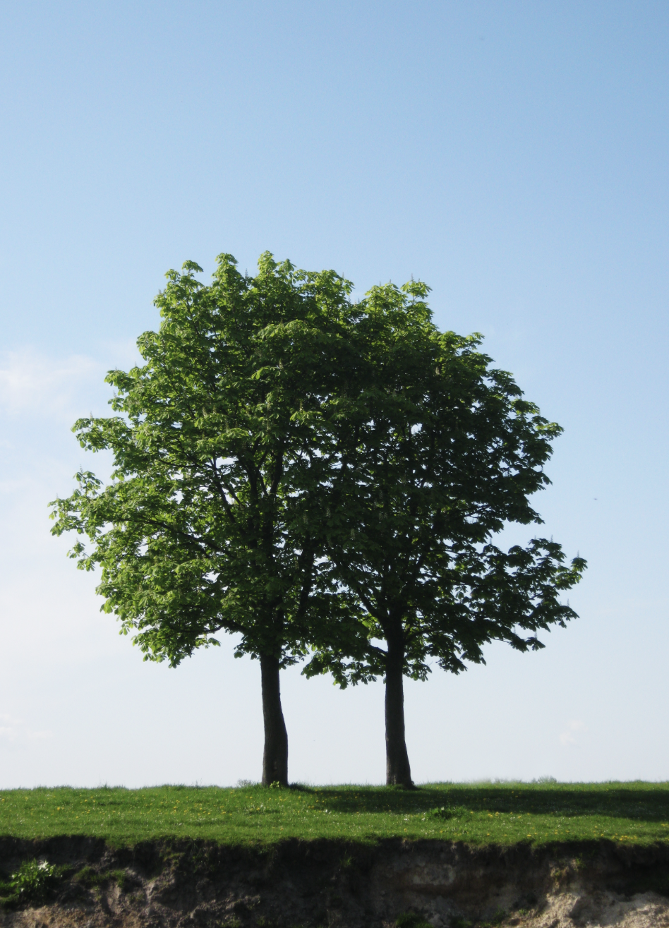 Our journey to becoming a B Corp