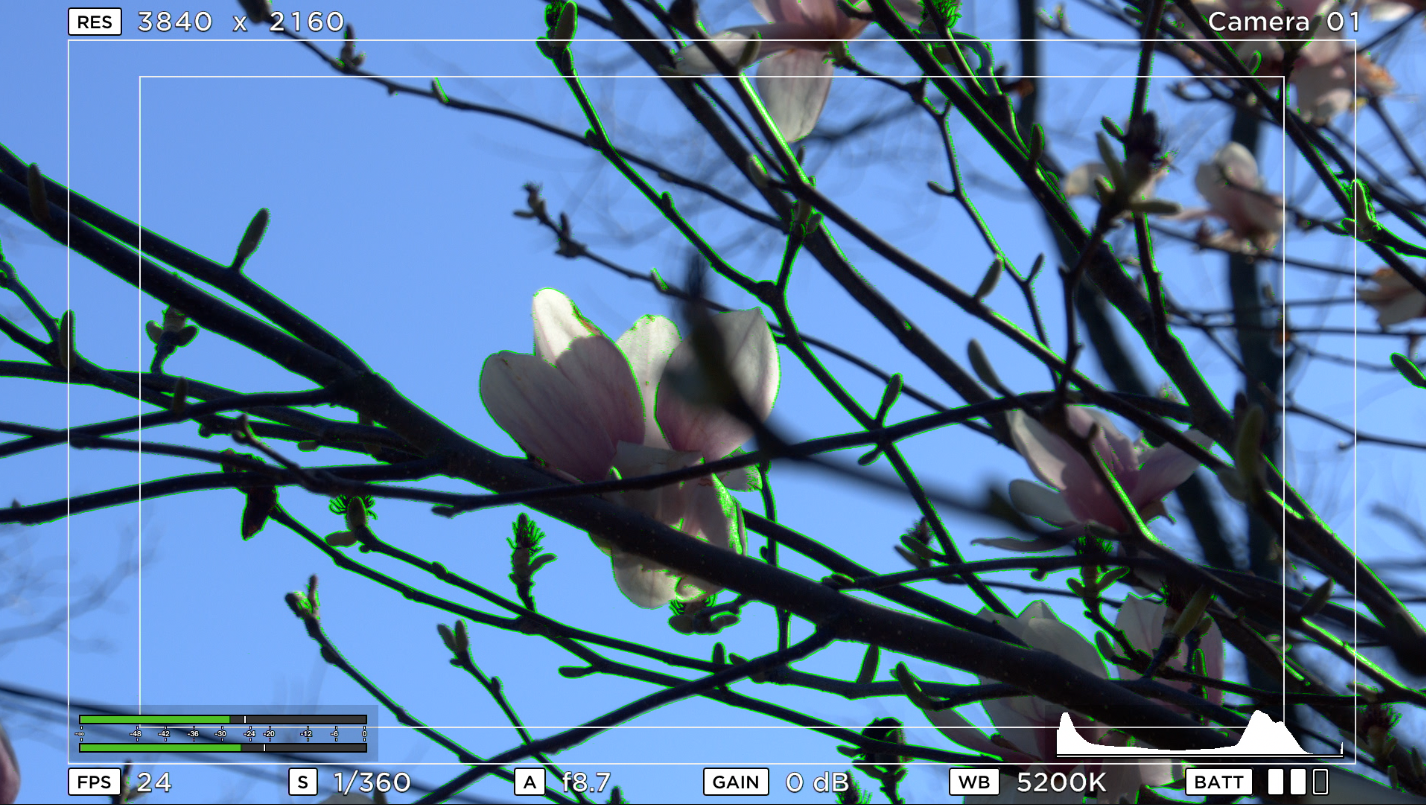 Quick check of the Video Assist hooked up to the Micro Studio Camera 4K with Oly ED 12-50mm f/3.5-6.3 PZ