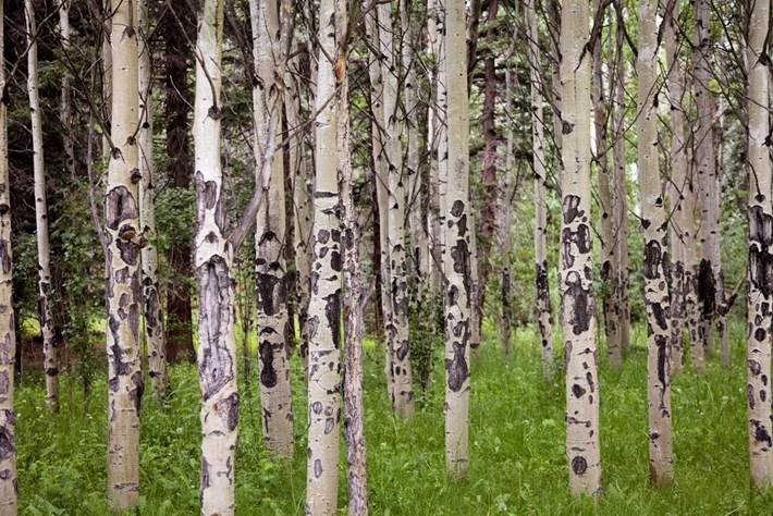 Beautiful aspen trees