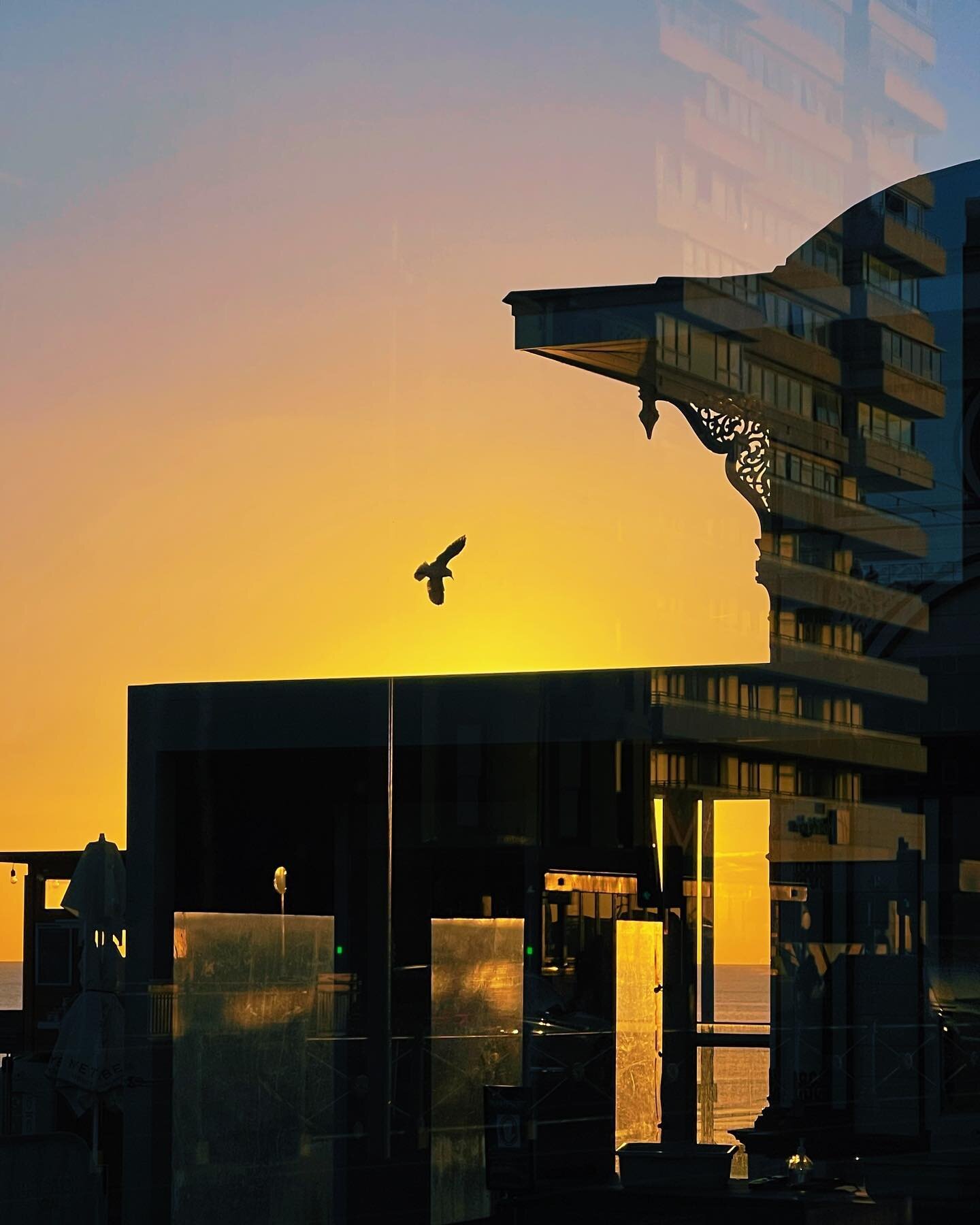 Seagull, Brighton, 10th October 2022