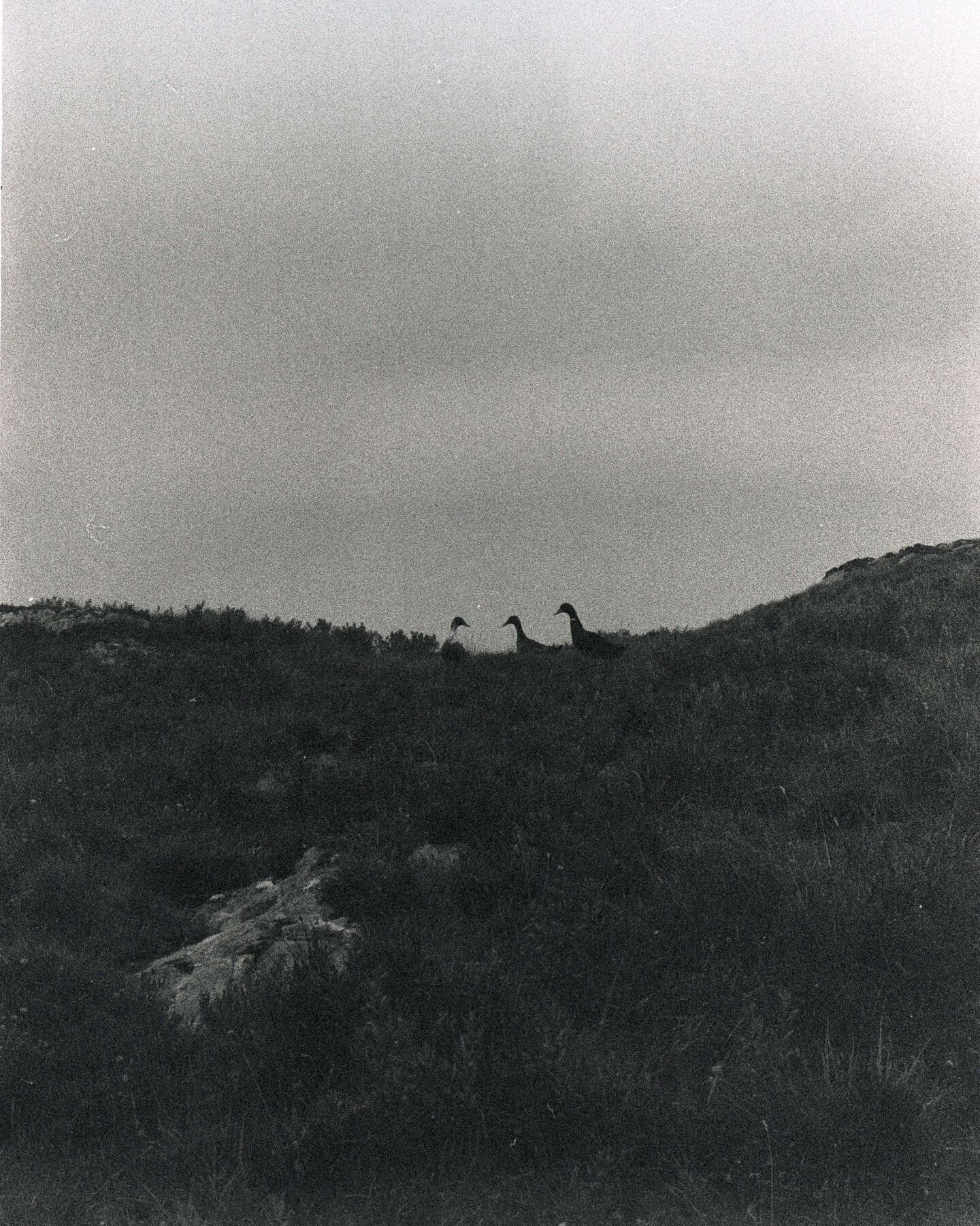 Ducks, Isle of Skye, August 2022

🎞️ = Ilford HP5