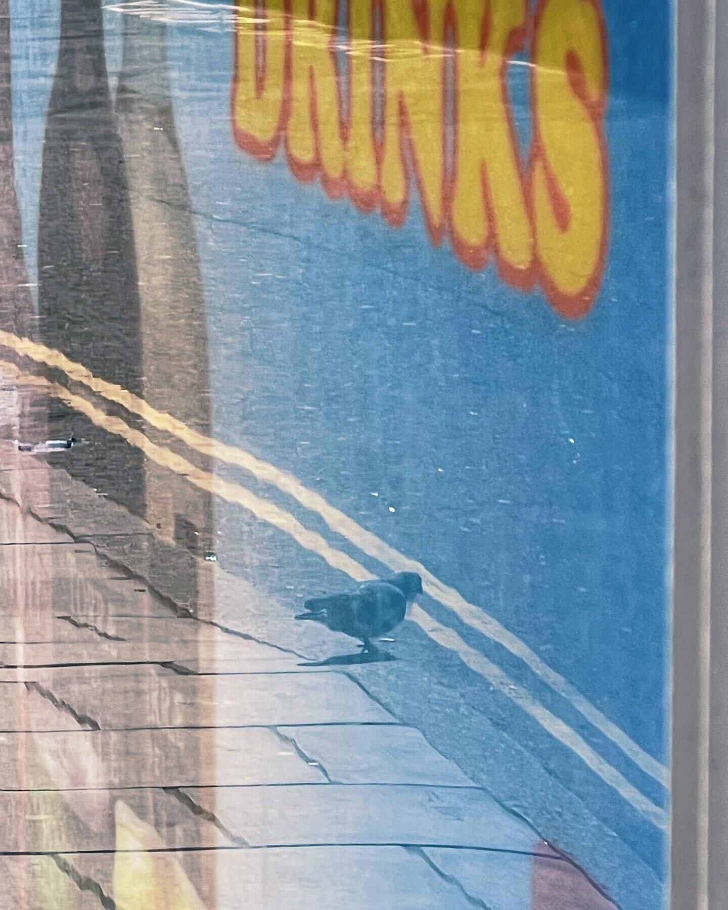 Pigeon, Brighton, 12th April 2023