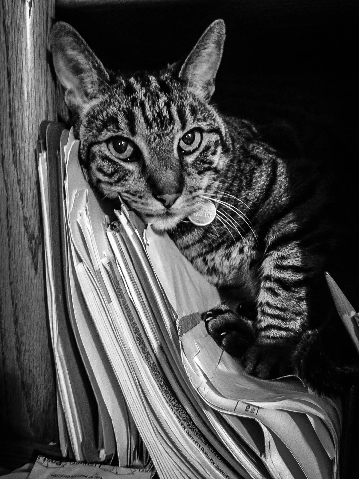 Bringing Quality Feline Medicine Back to Costa Mesa