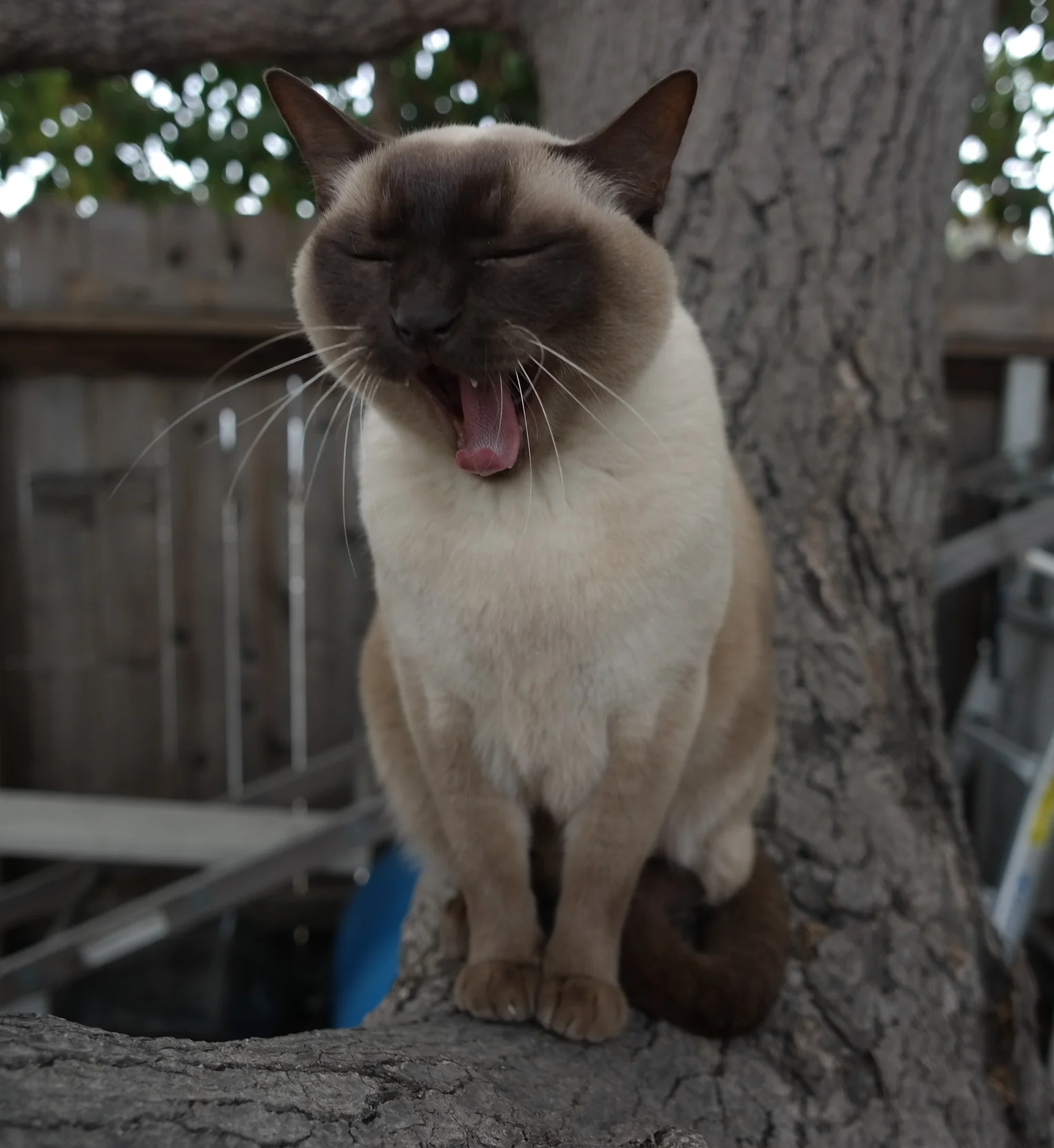 Happy Cats Series: Issue #1