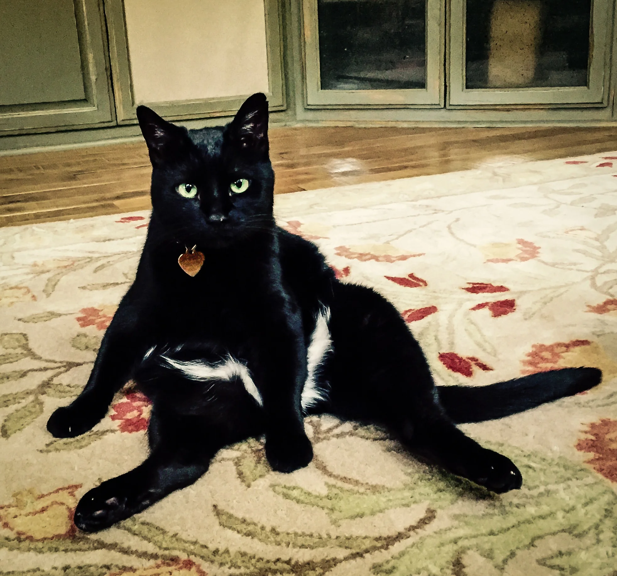 What is a Feline Specialist?