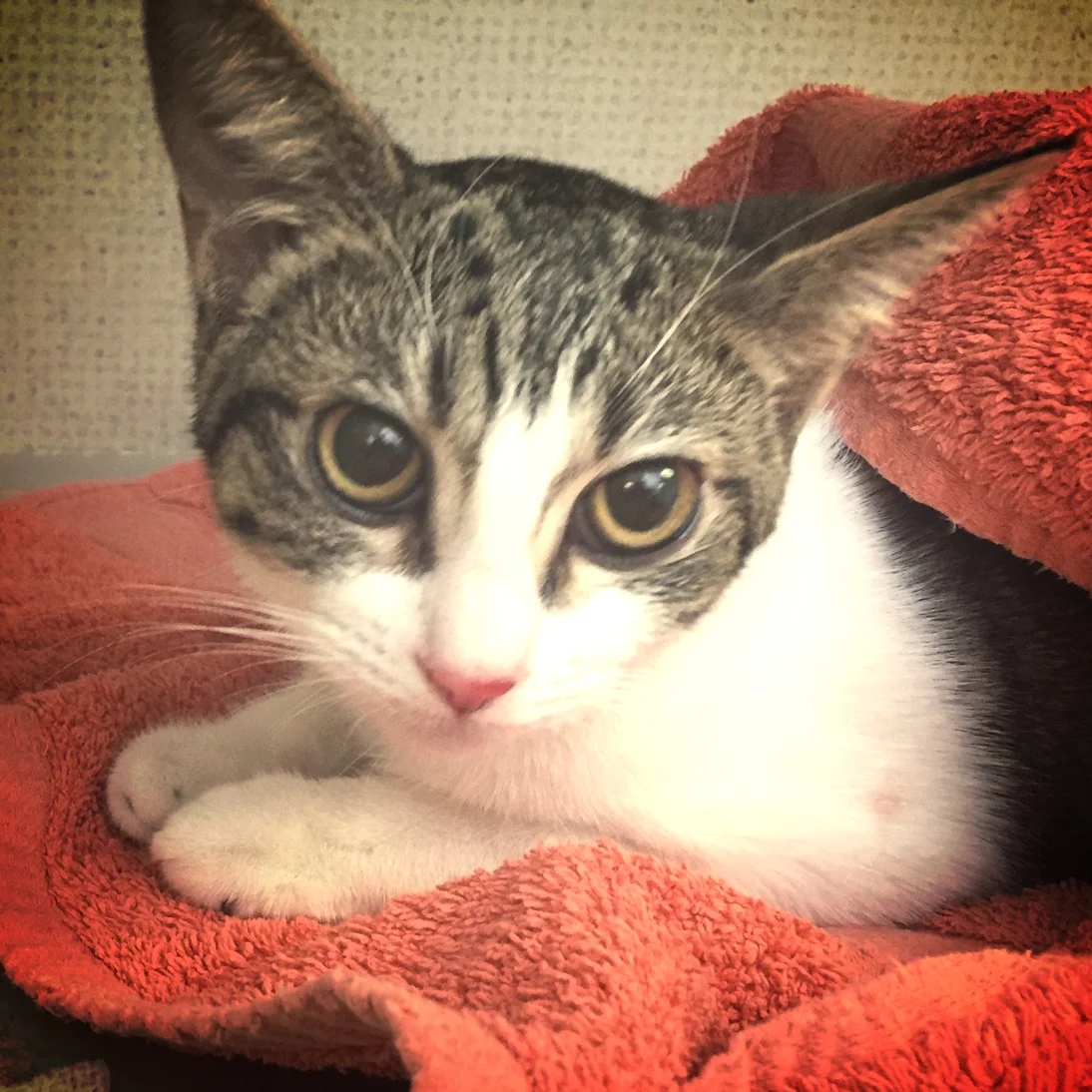 An Interesting Case of the Sniffles