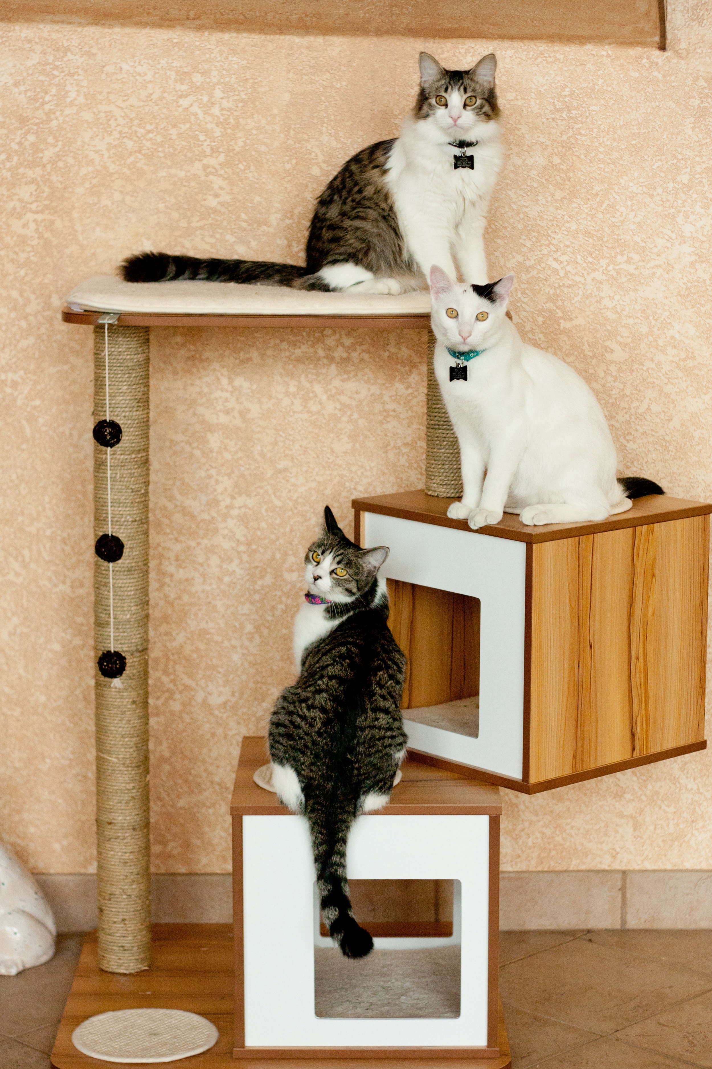Vesper Cat Furniture