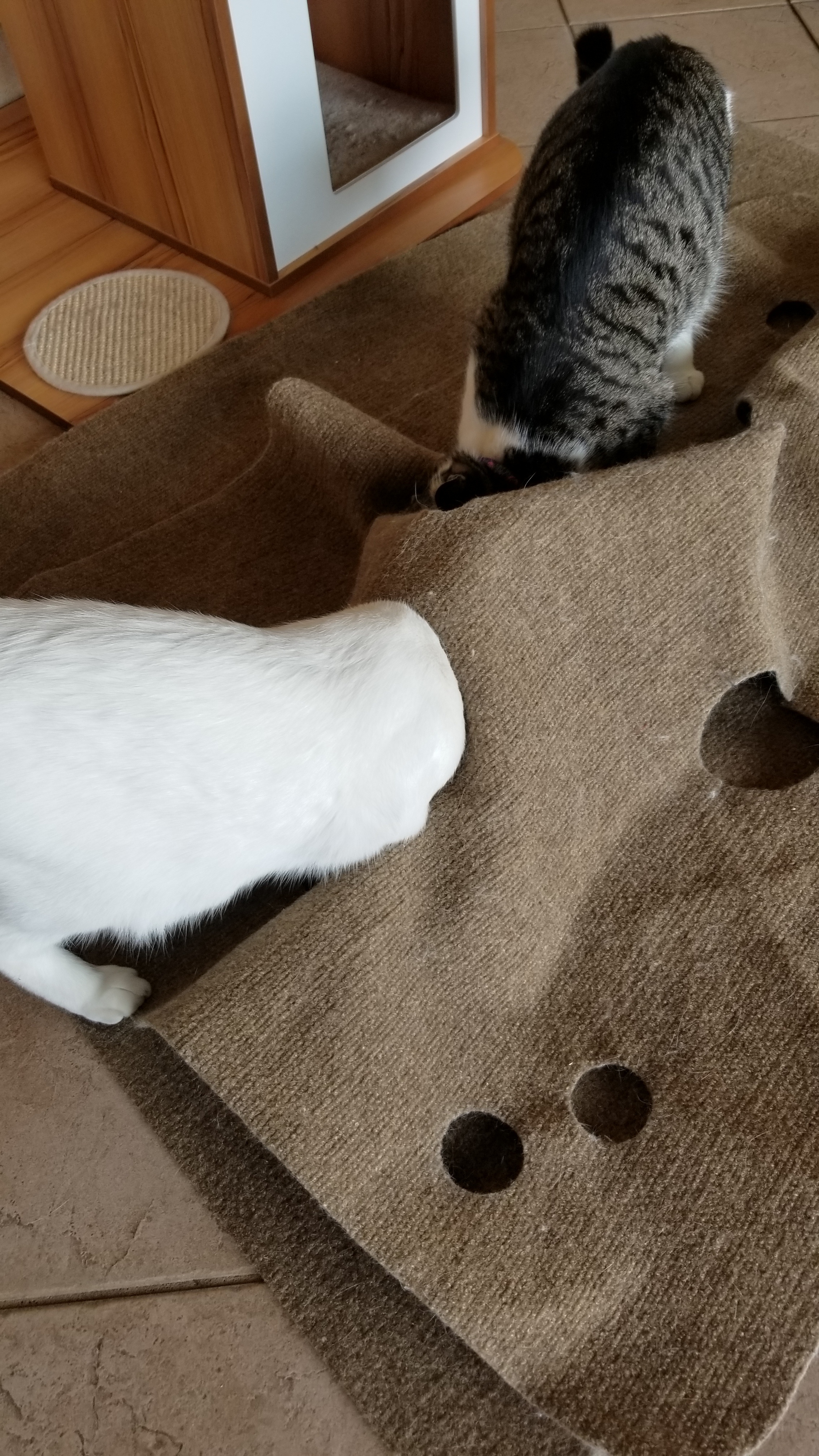 Ripple Rug Cat Enrichment Mat