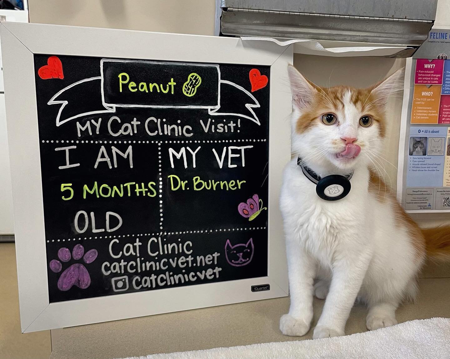 Cat Clinic