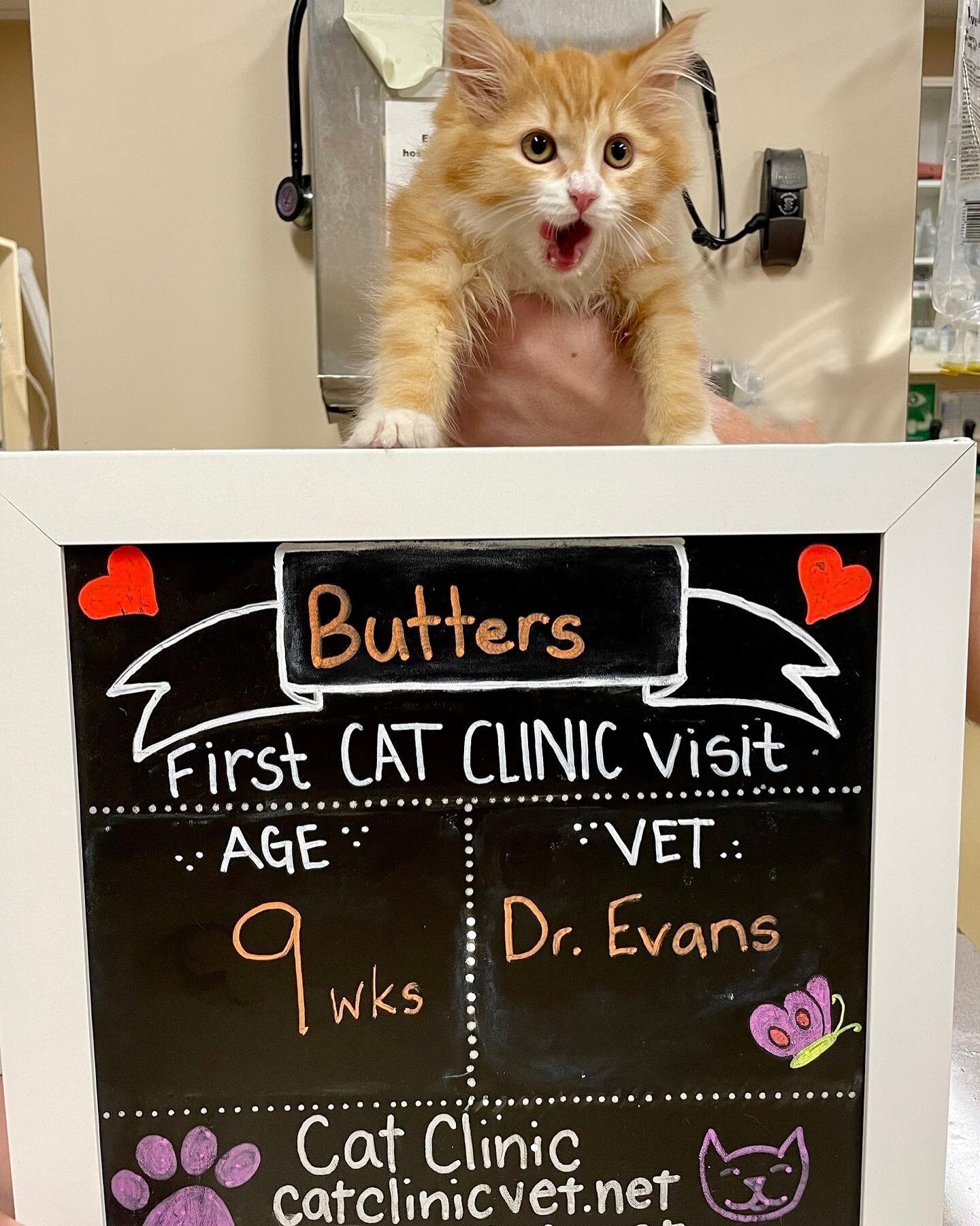 Butters has nothing but good things to say about her first visit to the Cat Clinic&hellip;and we have nothing but good things to say about her!

#catclinicvet #newpatient #keepcalmandlovecats #kittensarehardtophotograph #welovekittens #orangekitten #