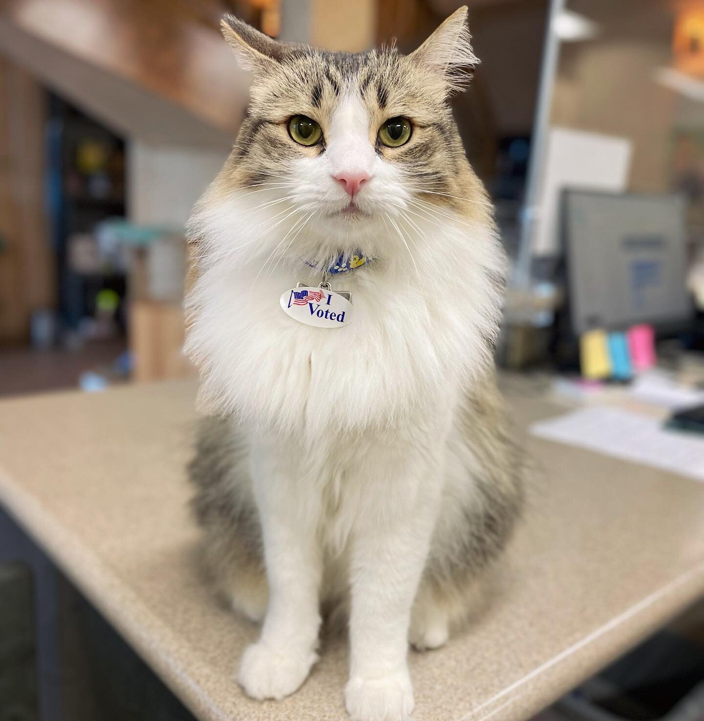 While sorely disappointed by the lack of feline candidates on the ballot, Pierre wants to remind everyone to vote today. 🗳️ 

#vote #catswhovote #keepcalmandlovecats
#catclinicvet #catclinicvetpierre #electionday #catswhovoted #catsofig #catsofinsta