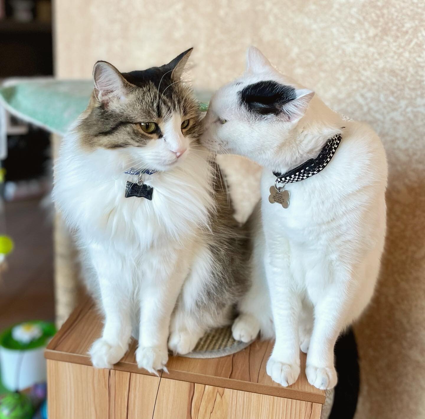 Psst, Pierre! Did you know it&rsquo;s both National Cat Day and Caturday?

#nationalcatday #caturday #brothers #catclinicvetpierre #catclinicvetspotty #catclinicvet #costamesa #newportbeach #huntingtonbeach #irvine #cathospital #catclinic #felinevete