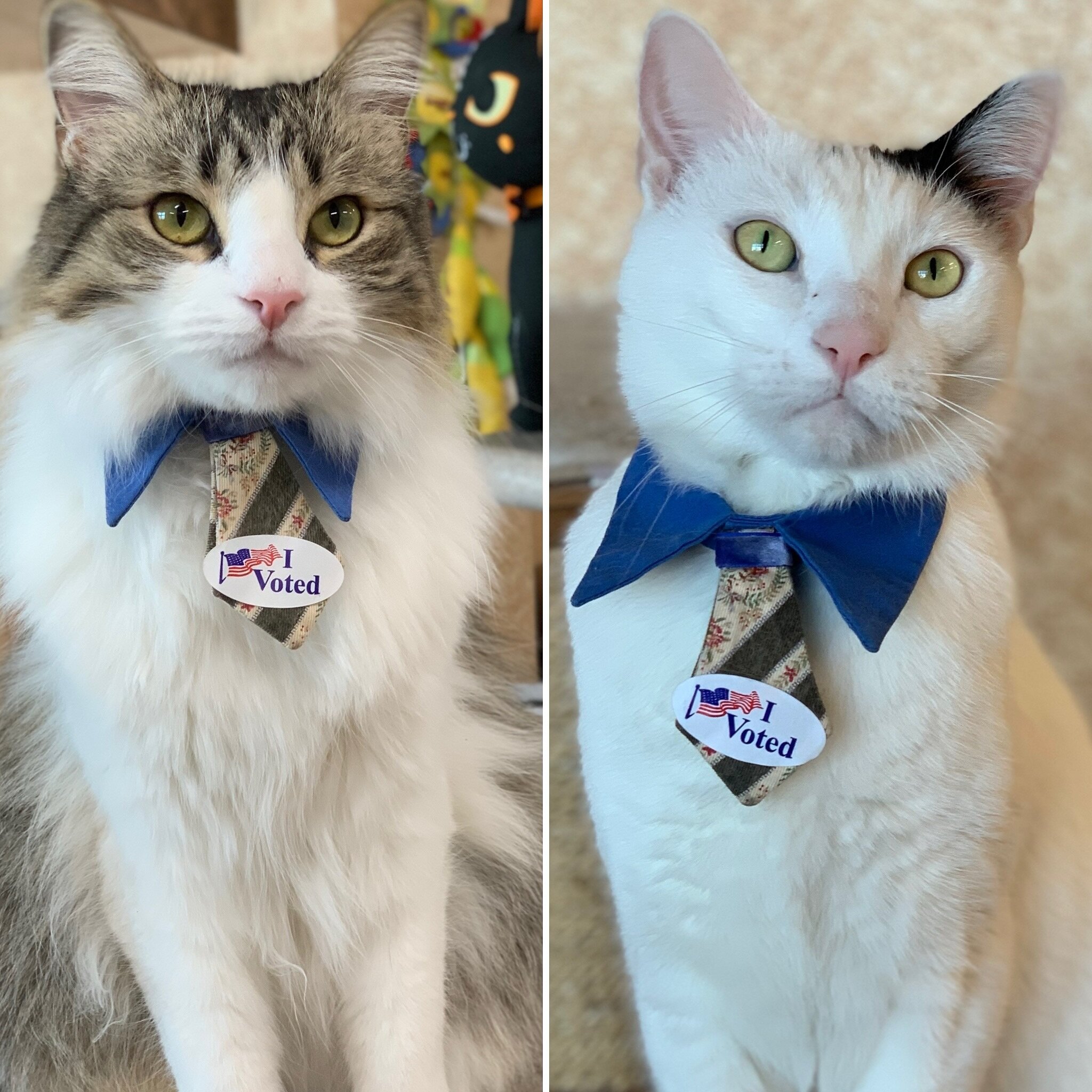 Stop looking at cats online and go vote! 

#friendlyreminder #catclinicvetspotty #catclinicvetpierre #keepcalmandlovecats #supertuesday #vote #votingcats #catclinicvet #catsofinstagram #catsofig #costamesa #newportbeach #huntingtonbeach #orangecounty