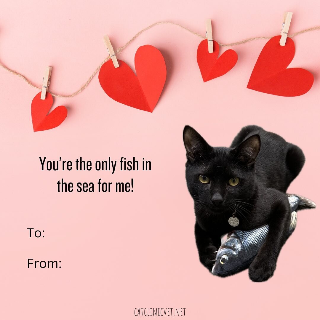 Happy Valentine&rsquo;s Day from the Cat Clinic!

#catlinicvetchoco #catclinicvetpierre #catclinicvetspotty #keepcalmandlovecats #welovecats #valentines #valentinesday #catvalentines #catlove #catsofinstagram #catsofig #felineresidents #catclinicvet 