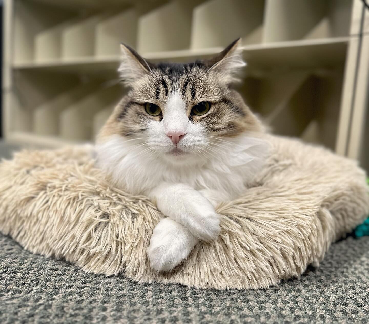 Even when he is just relaxing, Pierre can&rsquo;t help but be a perfect gentleman. 🐾

#whiskerwednesday #sophisticated #pawscrossed #catclinicvetpierre #catsofinstagram #pierre #catsofig #cats #costamesa #huntingtonbeach #newportbeach #irvine #orang